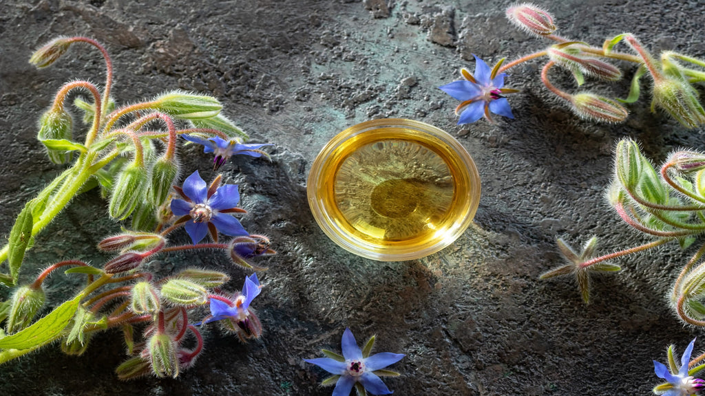 Borage Oil Benefits For Men Mdrive